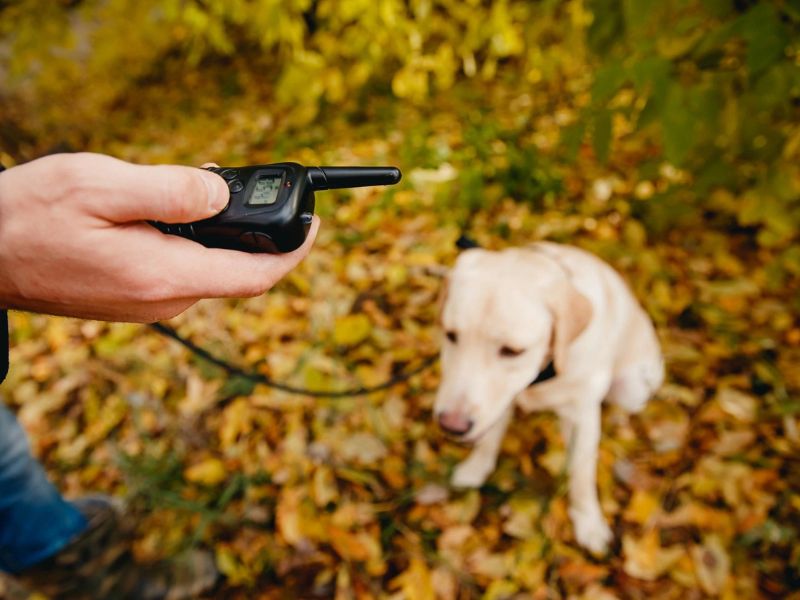 6 Techniques For Deaf Dog Training: Easy Step-By-Step For You To Follow 27 Deaf Dog Training
