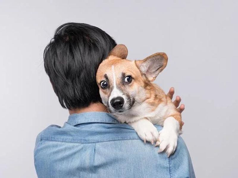 6 Techniques For Deaf Dog Training: Easy Step-By-Step For You To Follow 28 Deaf Dog Training