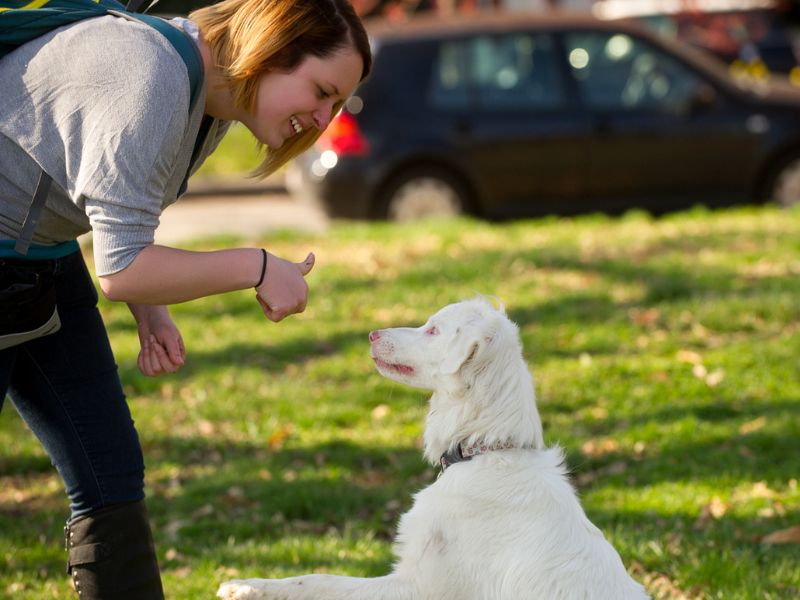 6 Techniques For Deaf Dog Training: Easy Step-By-Step For You To Follow 29 How To Train A Deaf Dog