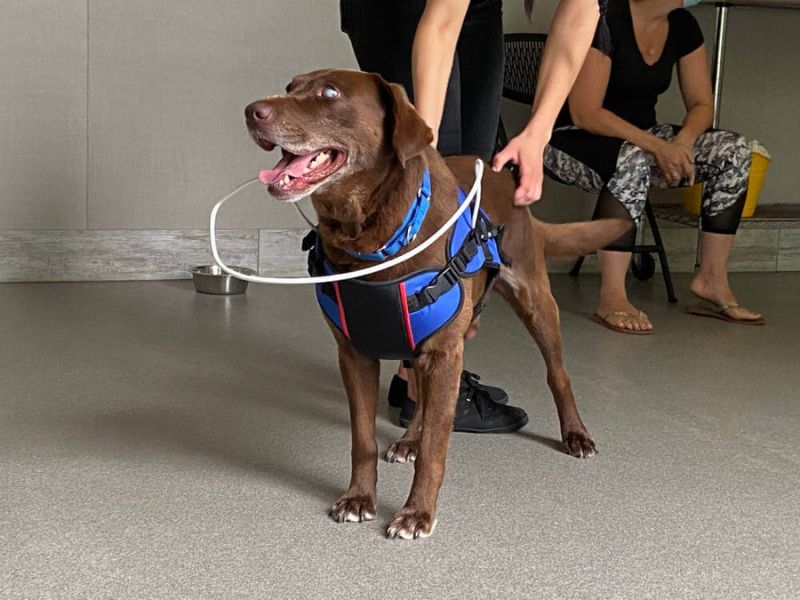 The Ultimate Guide To Blind Dog Training: 6 Techniques &Amp; Tips 13 Blind Dog Training