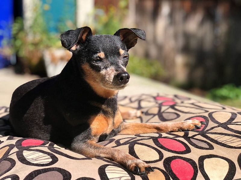 The Ultimate Guide To Blind Dog Training: 6 Techniques &Amp; Tips 14 How To Train A Blind Dog