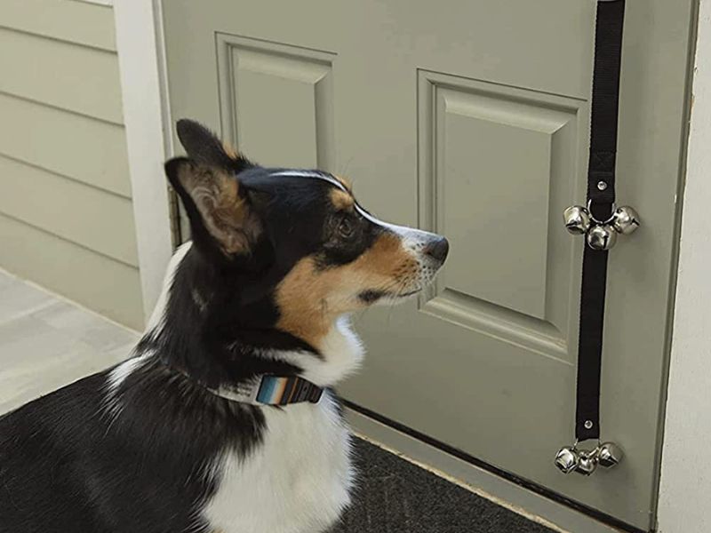 The Ultimate Guide To Blind Dog Training: 6 Techniques &Amp; Tips 15 How To Train A Blind Dog With Bell