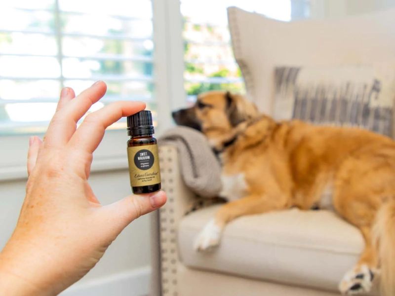 The Ultimate Guide To Blind Dog Training: 6 Techniques &Amp; Tips 16 Blind Dog Training