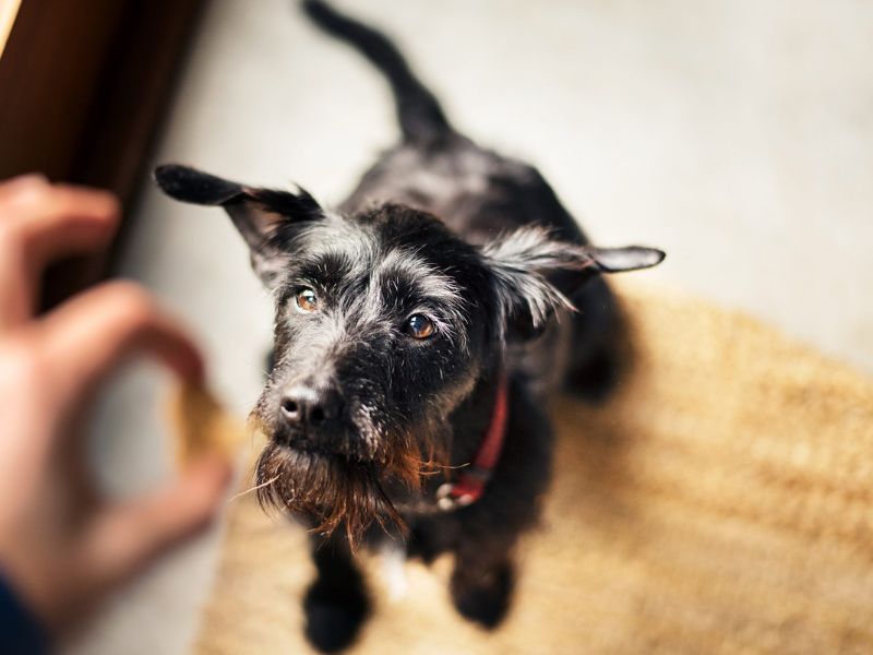The Ultimate Guide To Blind Dog Training: 6 Techniques &Amp; Tips 18 Blind Dog Training