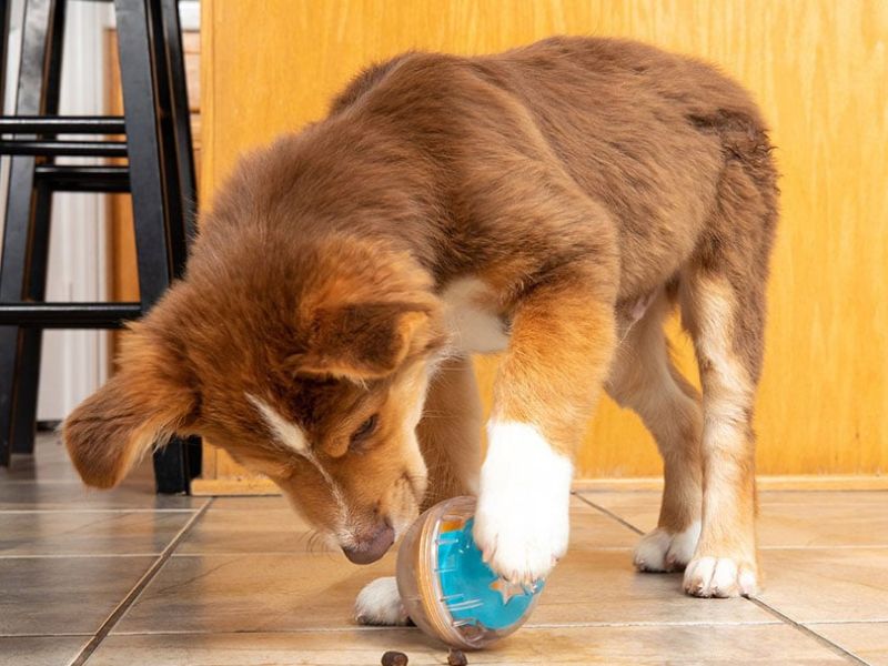 The Ultimate Guide To Blind Dog Training: 6 Techniques &Amp; Tips 19 How To Train A Blind Dog With Toys