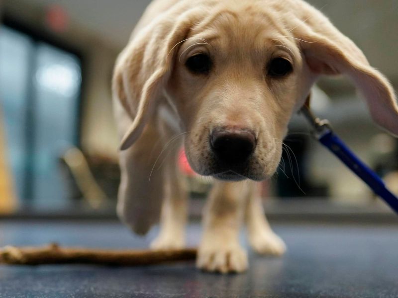 The Ultimate Guide To Blind Dog Training: 6 Techniques &Amp; Tips 20 Blind Dog Training By Mapping