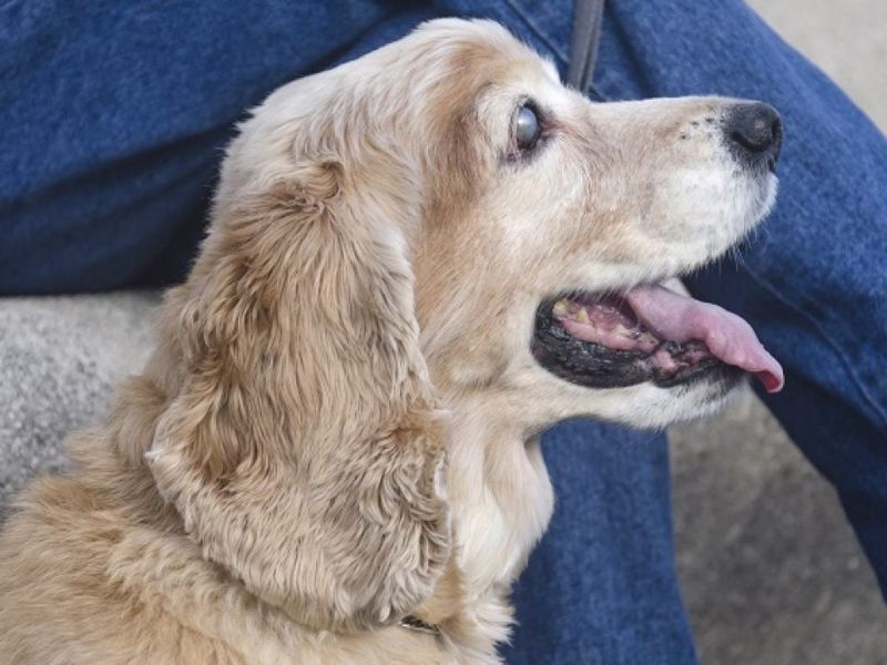 The Ultimate Guide To Blind Dog Training: 6 Techniques &Amp; Tips 23 Safety Tips For Training A Blind Dog