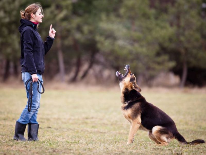 Importance of Aggressive Dog Training