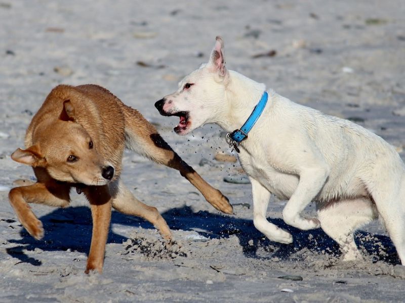 Training An Aggressive Dog