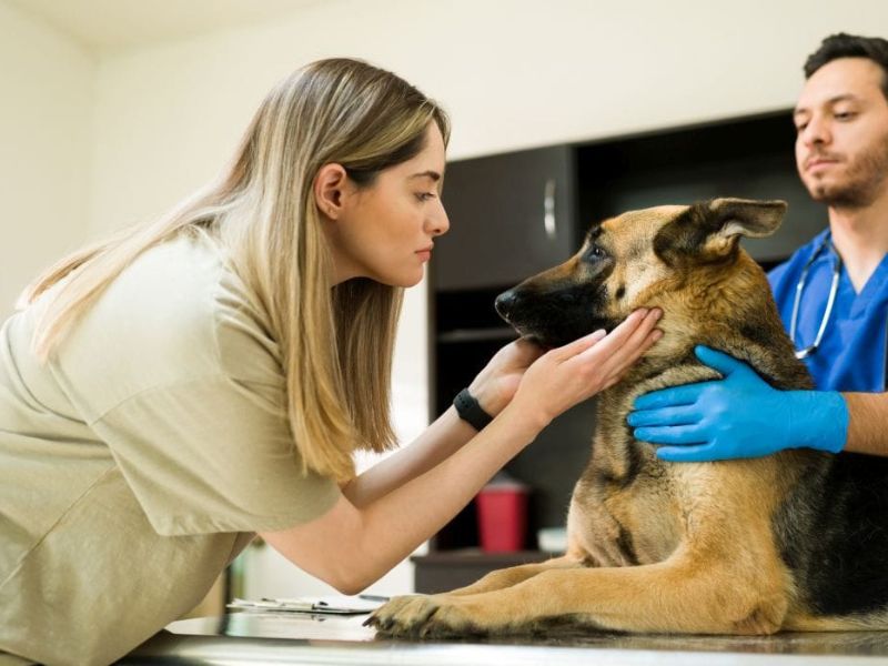 Effective Techniques And Tips For Aggressive Dog Training 19 Consult A Vet Is The First Step In Aggressive Dog Training