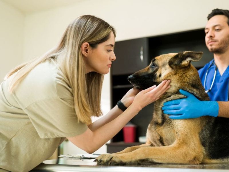 Consult a vet is the first step in aggressive dog training
