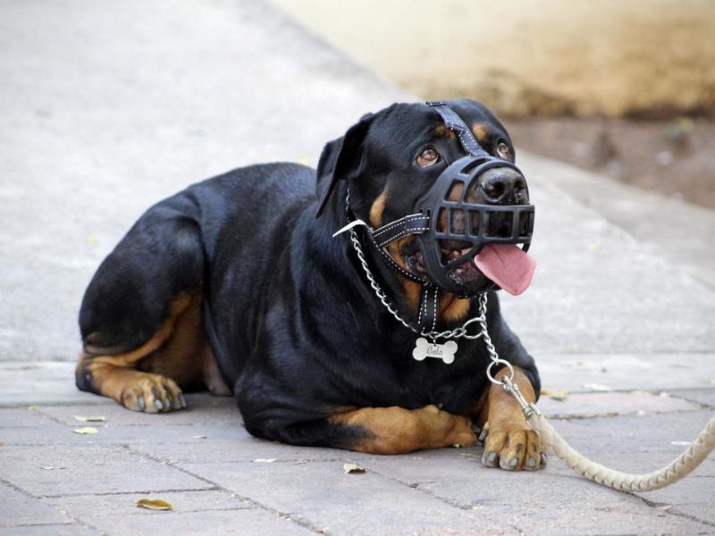 Effective Techniques And Tips For Aggressive Dog Training 25 Tools To Support Aggressive Dog Training