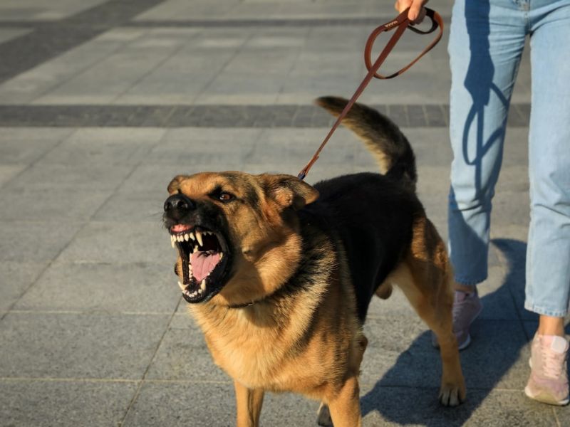 Things To Avoid In Training An Aggressive Dog
