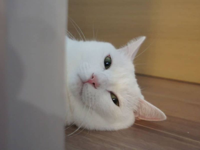 Do Cats Laugh? The Truth About Your Kitties Joyful Emotions! 7 How Does A Cat Laugh