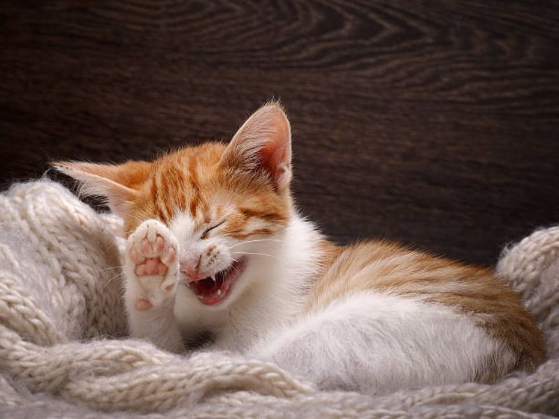 Do Cats Laugh? The Truth About Your Kitties Joyful Emotions! 6 Do Cats Laugh
