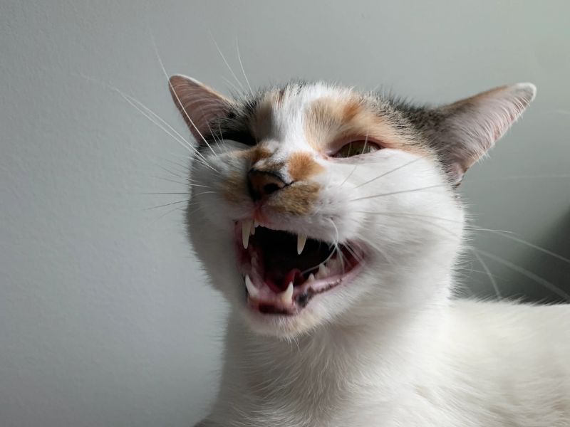 do cats laugh