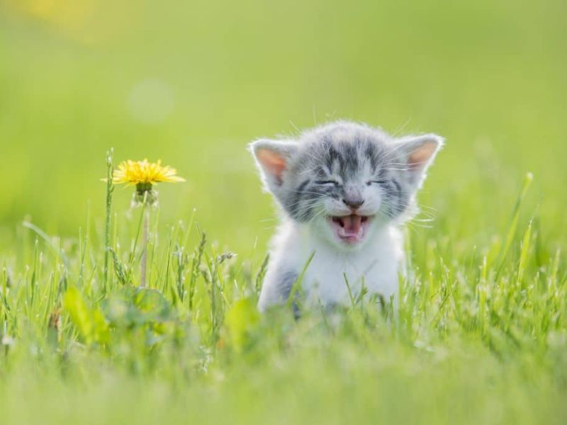 Do Cats Laugh? The Truth About Your Kitties Joyful Emotions! 9 How Do I Make My Cat Laugh