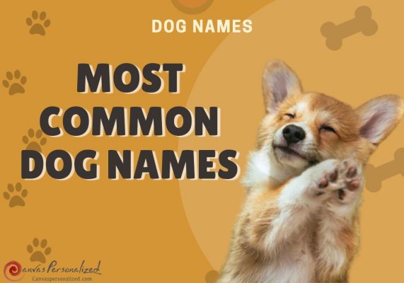 The Most Common Dog Names In 2024 And More 19 Discover The 510+ Most Common Dog Names: Find Inspiration For Your Furry Friend