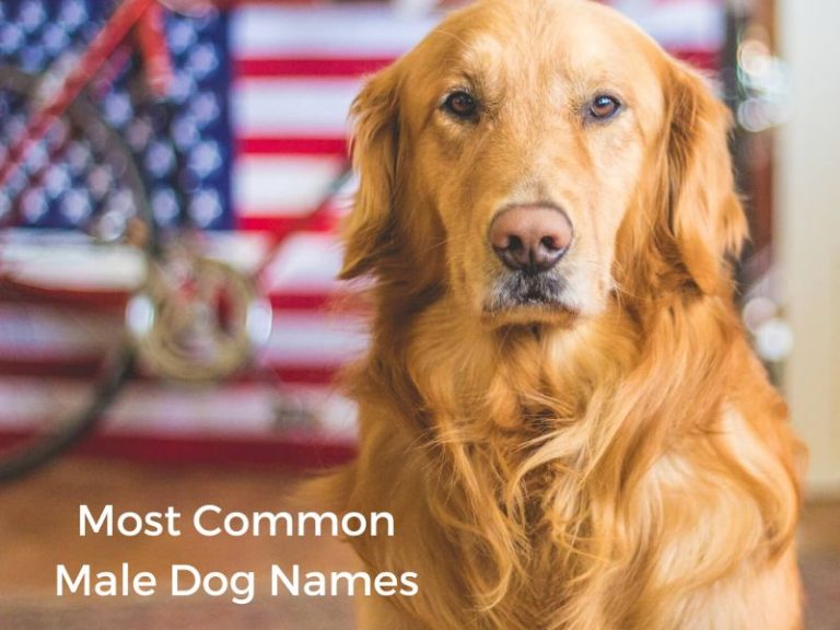 Exploring 516 Most Common Dog Names Canvas Personalized