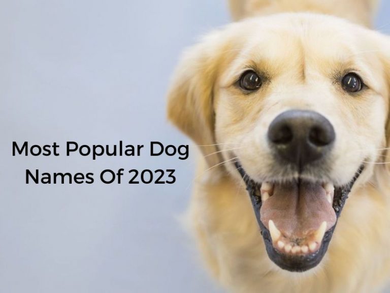 Exploring 516 Most Common Dog Names Canvas Personalized