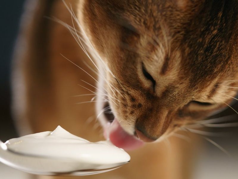 can cats eat mayo