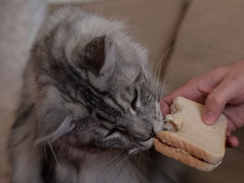 can a cat eat mayonnaise