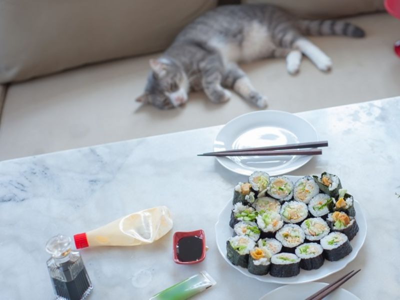 Can Cats Eat Mayo? Exploring The Best 'Safety And Risks' Answer 10 Is Mayo Ok For Cats