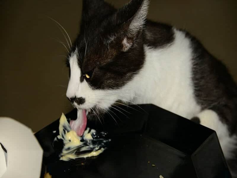 can cats eat egg mayonnaise