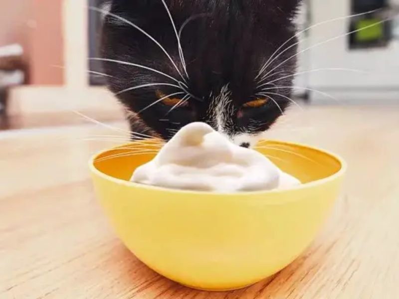 Is mayonnaise safe for cats hotsell