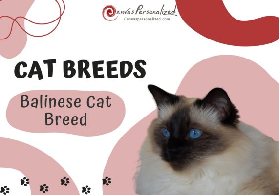 Balinese Cat Breed