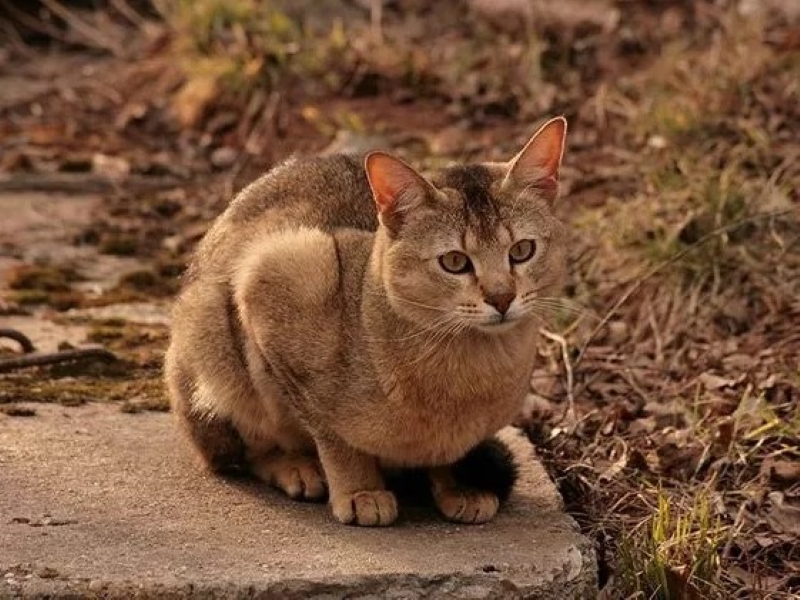 Chausie Cat Breed: A Wild-Looking Hybrid With A Friendly Personality 7 Chausie Cat Personality