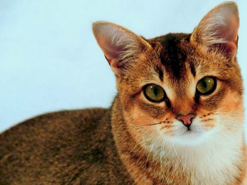 Chausie Cat Breed: A Wild-Looking Hybrid With A Friendly Personality 8 Diet And Nutrition Chausie Cat Breed