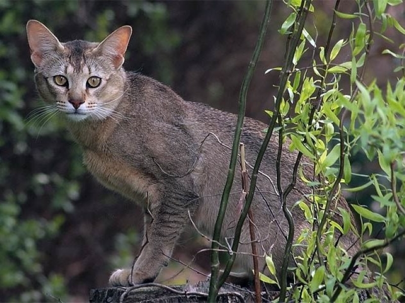 Chausie Cat Breed: A Wild-Looking Hybrid With A Friendly Personality 9 Chausie Black