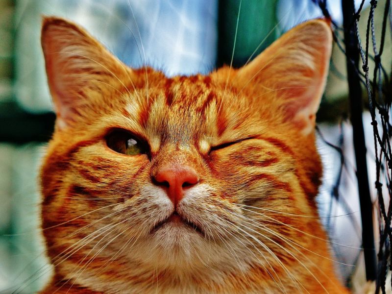 Does My Cat Love Me? - 10 Signs To Know Your Sweetie'S Affections 18 Does My Cat Love Me