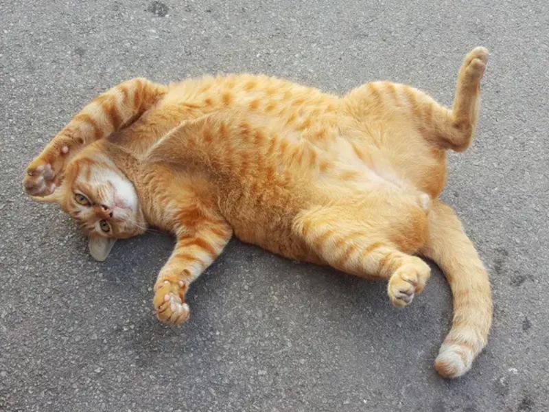 Does My Cat Love Me? - 10 Signs To Know Your Sweetie'S Affections 20 Why Does My Cat Love Me More Than Anyone Else