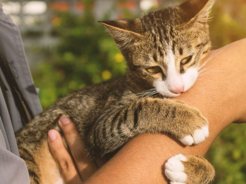 Does My Cat Love Me? - 10 Signs To Know Your Sweetie'S Affections 19 Why Does My Cat Love Me Then Bite Me