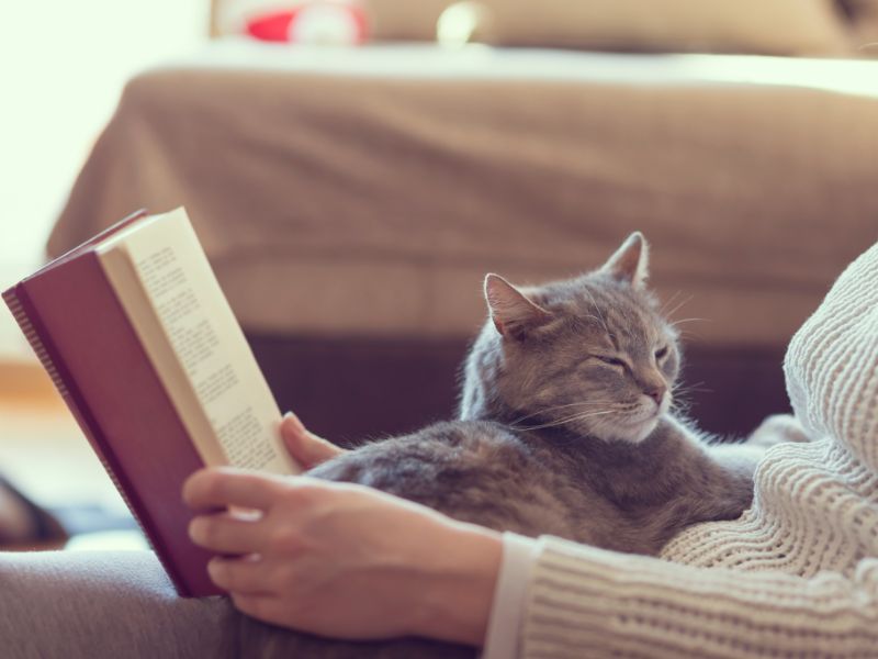 Does My Cat Love Me? - 10 Signs To Know Your Sweetie'S Affections 15 Does My Cat Love Me If He Sleeps With Me