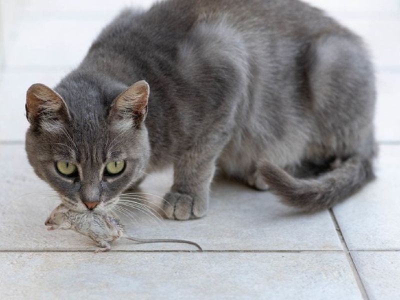 Does My Cat Love Me? - 10 Signs To Know Your Sweetie'S Affections 24
Why Does My Cat Love Me More Than Anyone Else