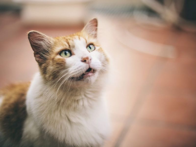 Does My Cat Love Me? - 10 Signs To Know Your Sweetie'S Affections 17 How Do Cats Show You They Love You