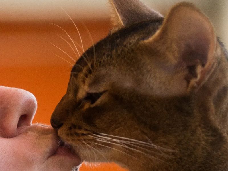 Does My Cat Love Me? - 10 Signs To Know Your Sweetie'S Affections 25 How To Let Your Cat Love You