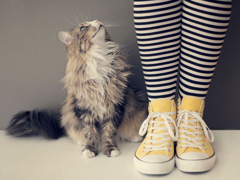 Does My Cat Love Me? - 10 Signs To Know Your Sweetie'S Affections 16 Does My Cat Love Me Or Just Want Food