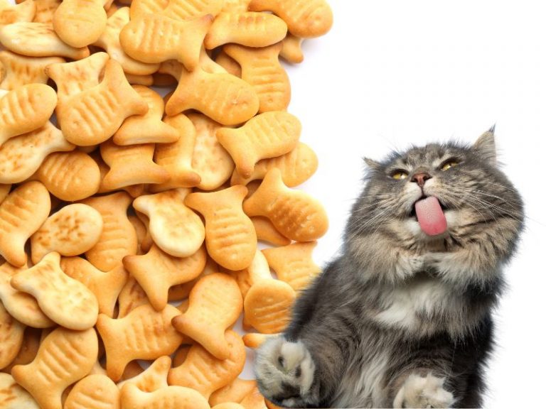 Can Cats Eat Goldfish Crackers? Top Safest Guide In 2023