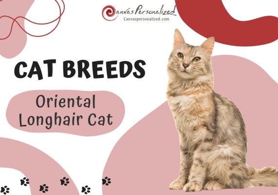 Oriental-Longhair-Cat