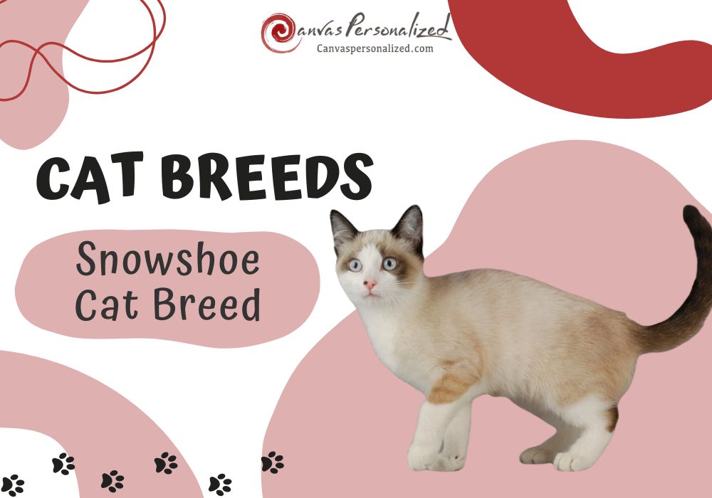 Snowshoe Cat Breed: A Perfect Blend Of Beauty And Playfulness 5 Snowshoe Cat Breed