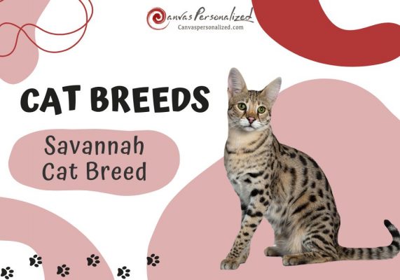 Savannah Cat Breed