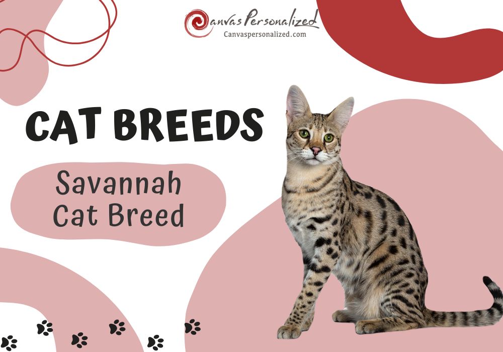 Savannah Cat Breed: Exotic Elegance And Wild Spirit 6 Savannah Cat Breed