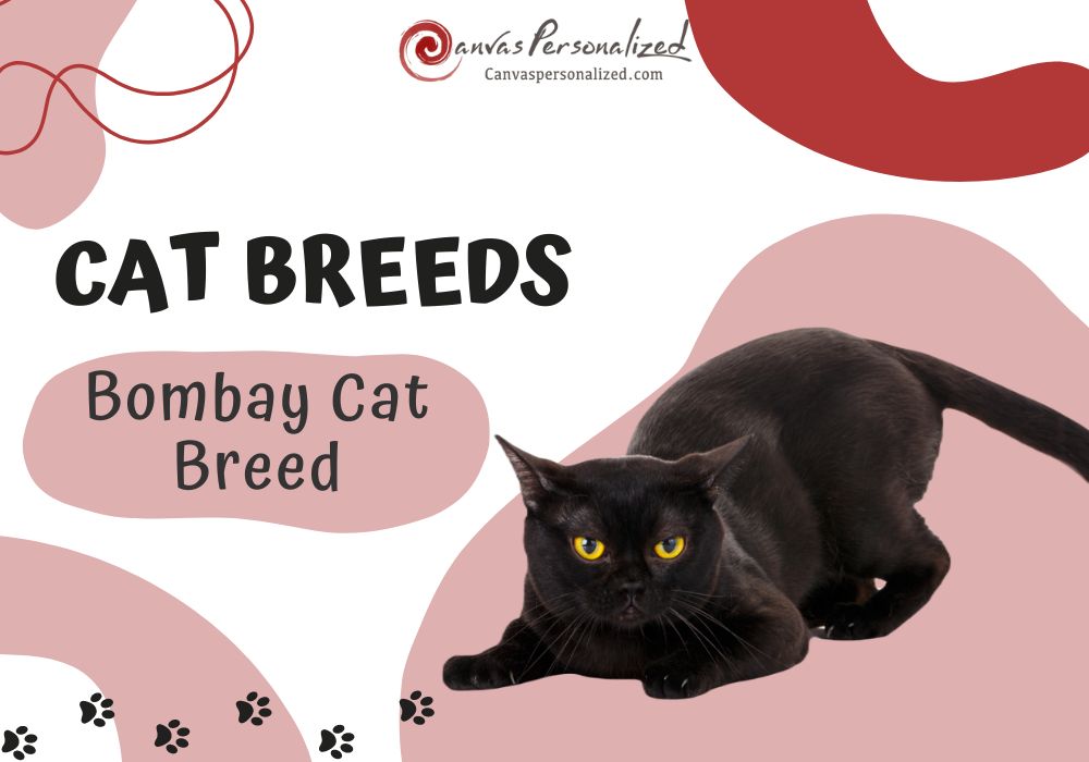 Unveiling Bombay Cat Breed: Black Beauty With A Gentle Soul 8 Bombay Cat Breed
