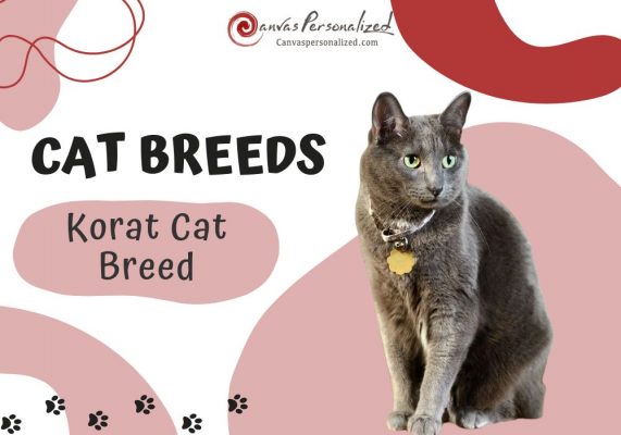 Korat Cat Breed