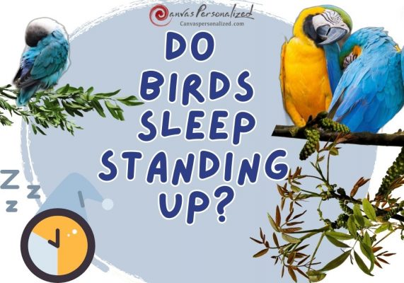 Do Birds Sleep Standing Up?