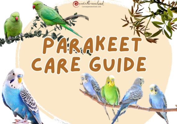 Parakeet Care Guide